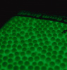Шары AIMTOP 0,25 (3800 шт) BIO ТРАССЕРА ЗЕЛЕНЫЕ